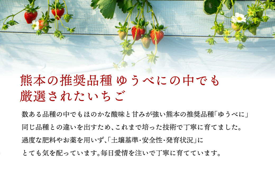 【絢】 いちご 約500g （約250g×2） ゆうべに 苺 【絢音ベリー農園】 厳選 希少
