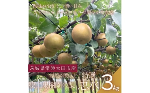 ＜数量限定!＞桧山果樹園の茨城県ブランド梨　特選恵水3kg【1645133】