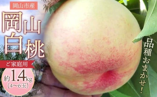 桃 2026年 ご家庭用 岡山 白桃  約1.4kg（4～6玉） 【家庭用 白桃 桃 モモ 岡山県 岡山市産 国産 フルーツ 果物 新鮮 おすすめ 人気】