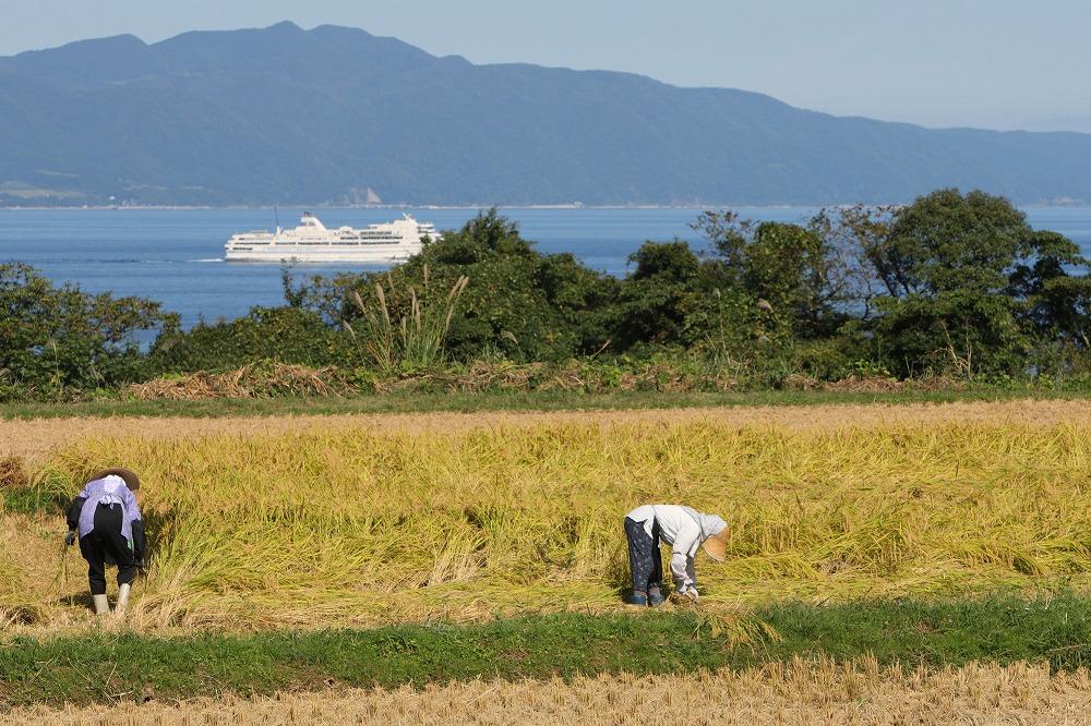 無洗米佐渡産コシヒカリ（5kg）