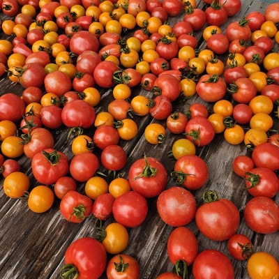 【有機JAS認証】本然農園の採れたて野菜セット5kg【配送不可地域：離島】