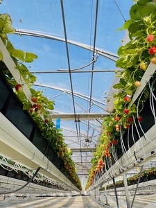 【苺】小粒いちご 特別栽培 苺 よつぼし 1kg