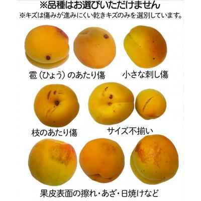 ふるさと納税 千曲市 【2026年先行予約】長野県千曲市産 加工用(訳あり)生あんず 約10kg(5kg×2) |  | 02