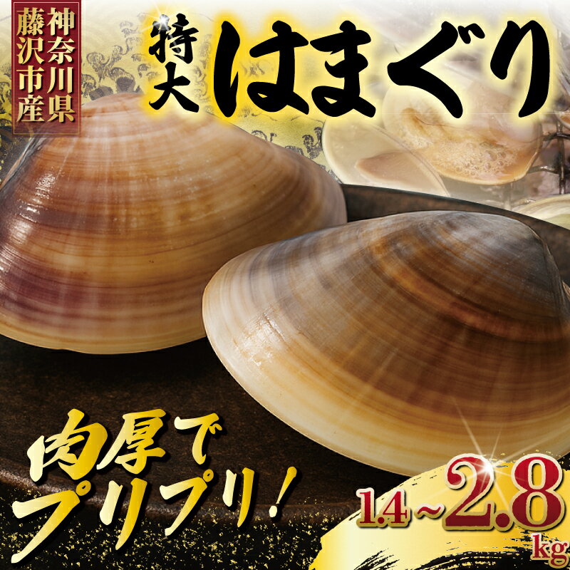 【ふるさと納税】 湘南はまぐり 1.4kgから2.8kg 5から12個 大粒 ハマグリ 蛤 はまぐり 魚介 冷凍 海鮮 海産物 魚貝 貝 だし ダシ 出汁 江の島 江ノ島 神奈川 湘南 藤沢