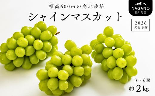 TK06-26A 【先行予約】ぶどう シャインマスカット 約2kg ／2026年9月中旬～10月初旬頃 配送予定 // 贈答 長野県 南信州 シャインマスカット マスカット 種なし 皮ごと ぶどう 葡萄 果物 フルーツ
