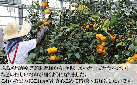 【期間限定発送】ハウスみかん 約2kg 専用箱 入り【オレンジ農園】2026年 7月 8月 夏 発送 甘い 果物 フルーツ ギフト 柑橘 温州 みかん 先行予約 数量限定 期間限定 九州 ＜114-0