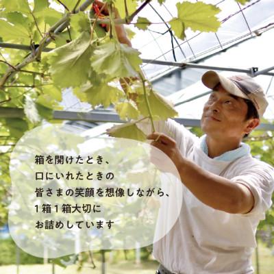 ふるさと納税 真庭市 【発送月固定定期便】【2026年先行予約】シャインマスカットを楽しむ満足便/全便計4.0kg〜全2回 |  | 03