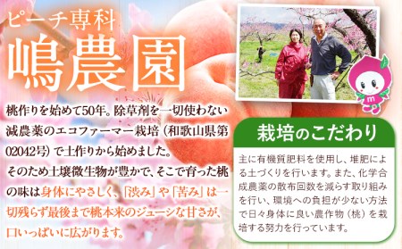 桃 もも 黄貴妃 約2kg 5-7玉入り 嶋農園《2026年9月上旬-9月末頃出荷》 和歌山県 紀の川市 桃 もも モモ フルーツ 果物 送料無料