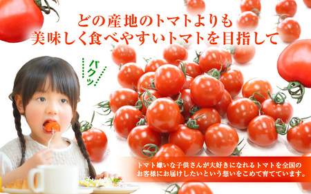 定期便 ≪12ヶ月連続お届け≫ フルーツミディトマト 約1kg × 12回 トマト 野菜  [m37-g001]