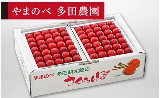 《2025年先行予約》【佐藤錦】手詰 約500g×2【やまのべ多田耕太郎のさくらんぼ 多田農園】期間限定 数量限定 F4A-0019