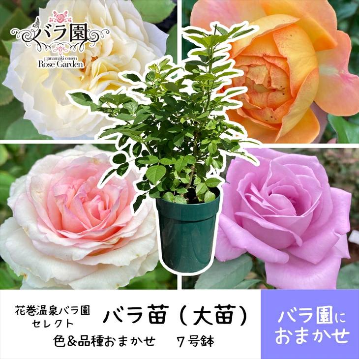 花巻温泉バラ園で育った「バラ大苗」7号サイズ -園長におまかせ- 【1659】