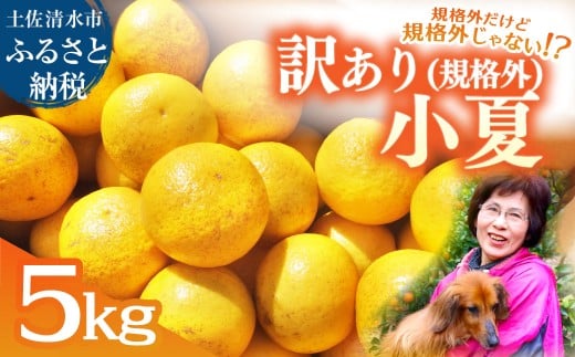 R8.4月中旬以降発送 規格外だけど規格外じゃない!? 訳あり 小夏 ５kg 日向夏 みかん ミカン 柑橘 フルーツ 果物 果実 こなつ コナツ ﾆｭｰｻﾏｰｵﾚﾝｼﾞ おいしい 美味しい ワケアリ 自宅用 ご家庭用 高知県 井村農園【R01487】