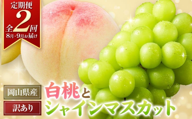 
                  【チョイス限定】フルーツ定期便 岡山県産 白桃 約1kg (3~5玉前後) シャインマスカット 約1.3kg (2房) 全2回《8月上旬-9月末頃に出荷》岡山県 浅口市 白桃 桃 もも シャインマスカット ぶどう フルーツ 定期便 果物 贈り物 ギフト 国産 岡山県産 送料無料 モモ ブドウ
                