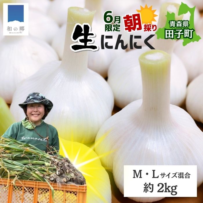 【ふるさと納税】令和8年産朝採り直送！田子（たっこ）生にんにく約2kg（青森県田子町産にんにくM〜Lサイズ混合）　 薬味 ハーブ トップブランド 貴重 掘りたて 幻の味 新鮮 甘さ 濃い味 季節限定 　出荷開始：6月20日〜6月30日