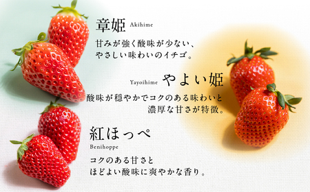 ≪数量限定≫ ブランドいちご 4パック 約 1000g 紅ほっぺ あきひめ やよい姫  北野イチゴHOUSE いちご イチゴ 苺 ブランド 甘い 美味しい おススメ 人気  4パック 旬 フルーツ 果