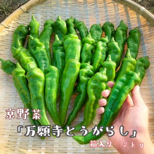【2026年発送】 万願寺とうがらし 2kg  （4人以上） 京野菜 万願寺とうがらし