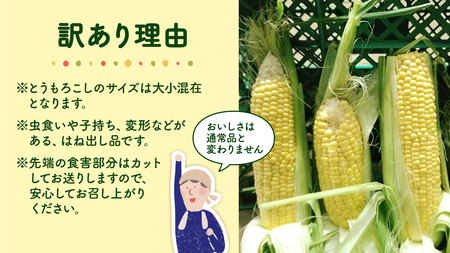 【 先行予約 6月下旬 以降発送】【 令和6年産 】【 訳あり 】 朝採り とうもろこし （ ゴールドラッシュ ） 約 6kg トウモロコシ 野菜 産地直送 期間限定 [AX021ya]
