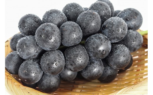 
                  ナガノパープル約1kg 以上【2026年9月以降発送予定】(さらしな青果) |  ぶどう ナガノパープル  オリジナル 人気 おすすめ 葡萄 ブドウ フルーツ 果物 種なし 皮ごと 大粒 旬 ギフト プレゼント 長野県 長野市 信州 信濃 ふるさと納税
                