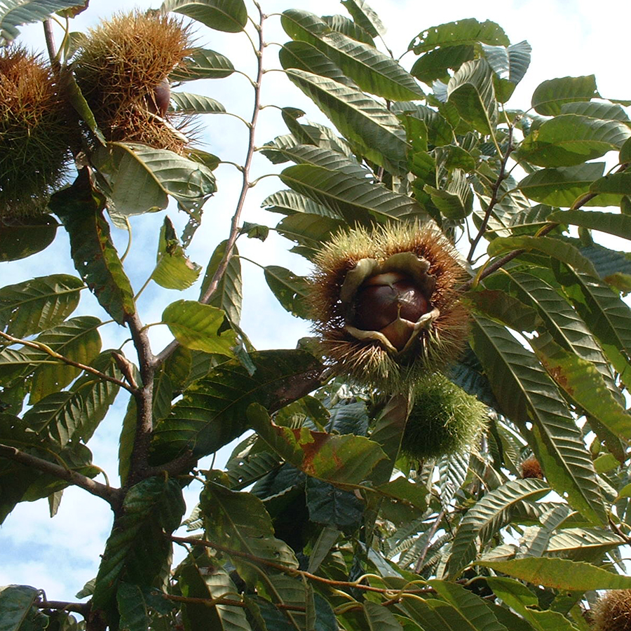 御菓子所 川上屋　柿の美きんとん20入１箱(冬春限定)