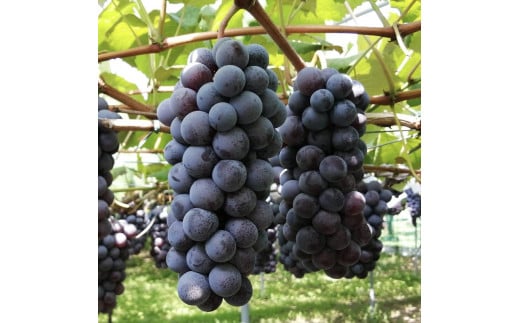 08-08-008　ぶどう（スチューベン）2kg