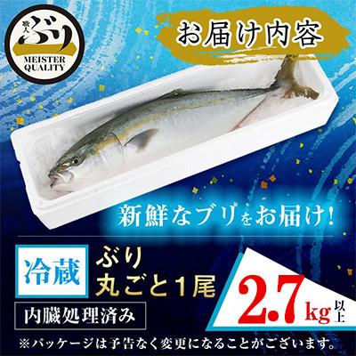 ふるさと納税 垂水市 【鹿児島産】冷蔵ぶり 丸ごと1尾(内臓処理済み) 約2.7kg【アクアブルー】 |  | 03