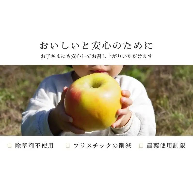 りんご 紅玉 9kg りんご