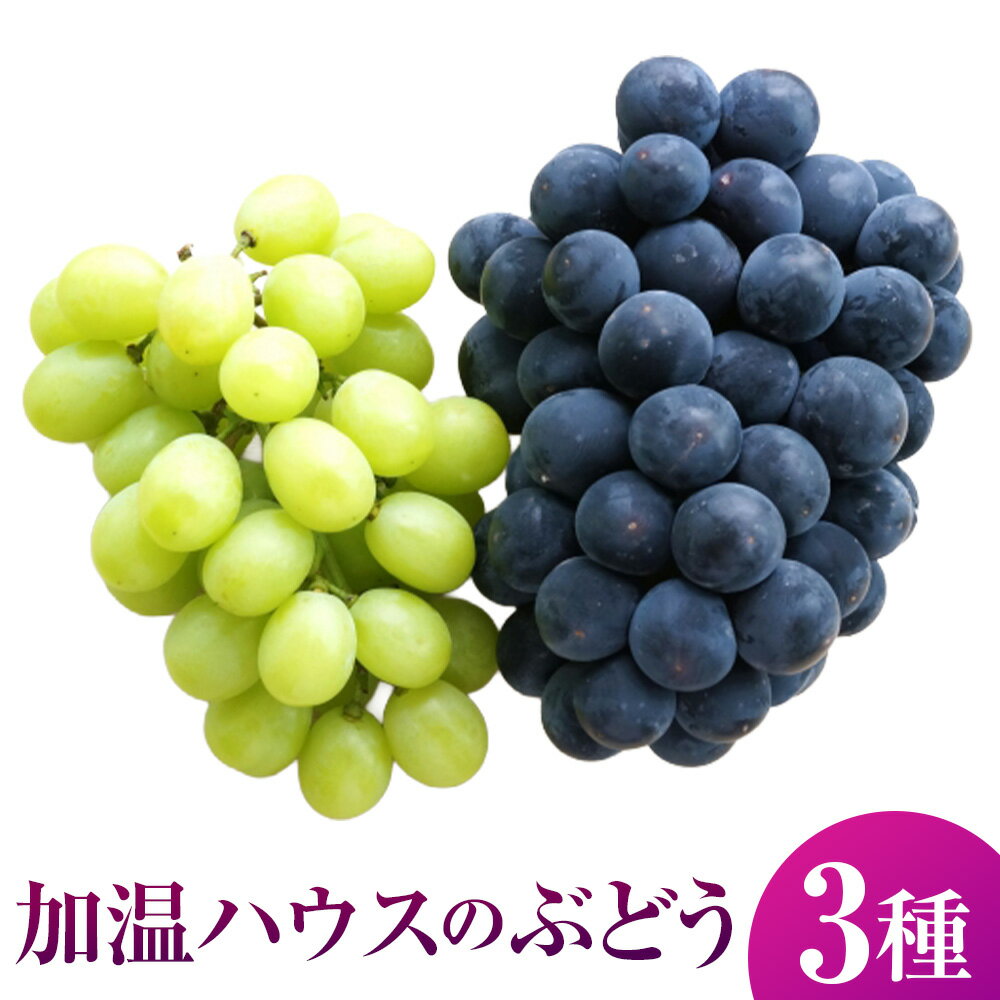 【ふるさと納税】【先行予約】有機配合肥料使用 種なし 加温ハウスぶどう 3種セット 【2026年7月下旬～8月上旬より順次発送予定】【春光園】 ぶどう ブドウ 葡萄 果物 フルーツ 詰め合わせ 冷蔵 送料無料 福岡県 うきは市