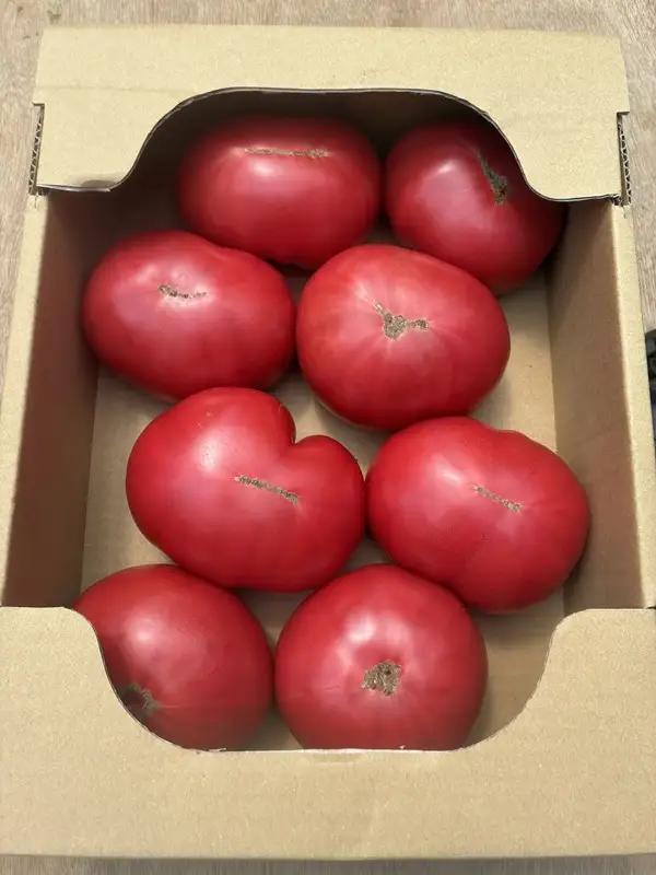 【訳あり】【R8年12月順次発送】大玉トマトりんか 2kg | 岐阜県 北方町