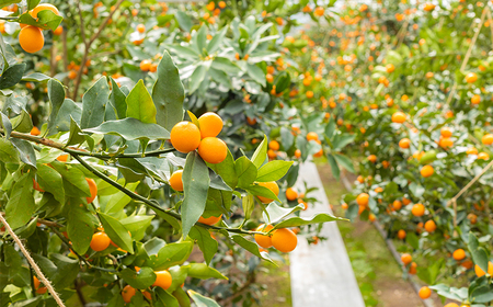 高原町産完熟きんかん『たまたまエクセレント』2Lサイズ1kg  [宮崎県産 金柑 まるかじり お菓子 甘露煮 サラダ] TF0051-P00015