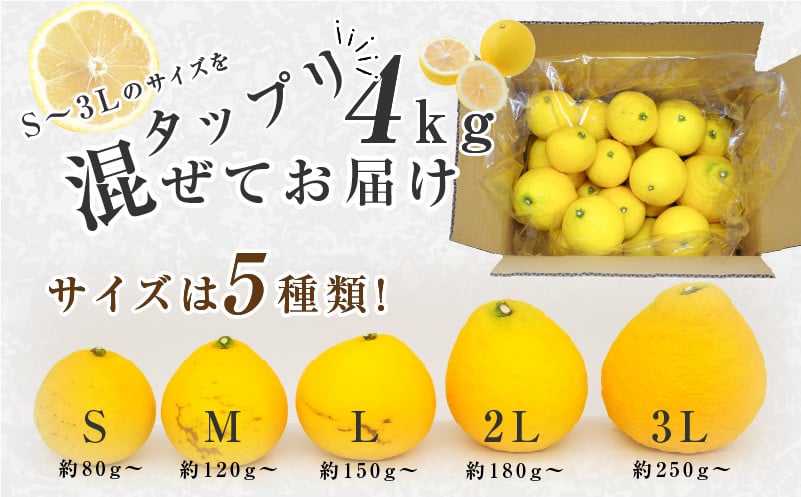 ハウス種なし日向夏の大?小はこんなバラつきがあります