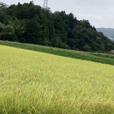 ふるさと納税 いわき市 令和7年産福島県産コシヒカリ　20kg(精米) |  | 01