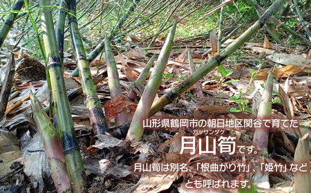 【令和8年産先行予約】月山筍 M～Lサイズ 1kg　山形県鶴岡産　グレイスファーム