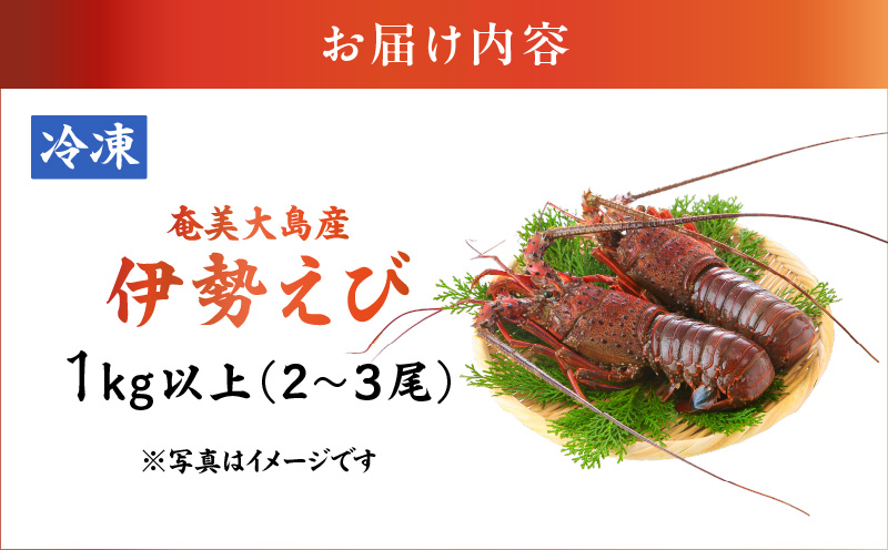 伊勢えび 約1kg以上（2尾～3尾）　A050-002