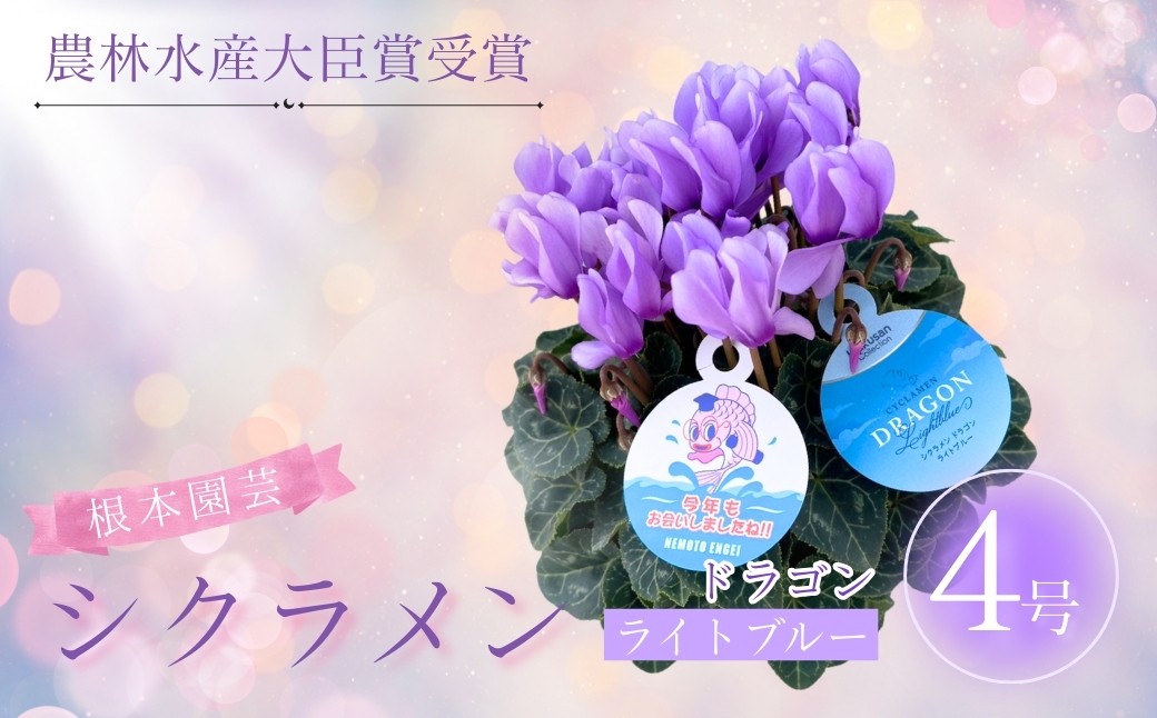 
            【先行予約】シクラメン ドラゴン ライトブルー 4号鉢 | 花 お花 ガーデンシクラメン ブルー 青 4号 花ギフト フラワーギフト 鉢花 鉢植え ギフト プレゼント 贈答 農林水産大臣賞受賞 根本園芸
          