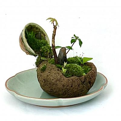 ふるさと納税 豊川市 豊川市の自然を手のひらに　自社栽培の植物山野草と苔のミニ庭園 |  | 03