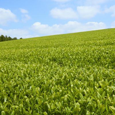 ふるさと納税 佐々町 【黄綬褒章受章】抹茶入り有機緑茶ティーバッグ(10包×4袋)(佐々町) |  | 03