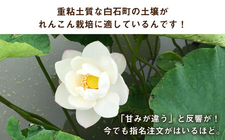 【先行予約】【節切り】希少なオーガニック 福富れんこん（洗い）約3kg（1.5kg×2箱） / れんこん 蓮根 レンコン れんこん れんこん れんこん [IBC004]
