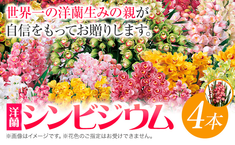 洋蘭 シンビジウム 4本 株式会社 河野メリクロン あんみつ館《12月上旬‐3月上旬頃出荷》蘭 ラン 洋ラン シンビジューム 世界一 花 鉢 記念日 送料無料 徳島県 美馬市 【配送不可地域あり】(北海道)