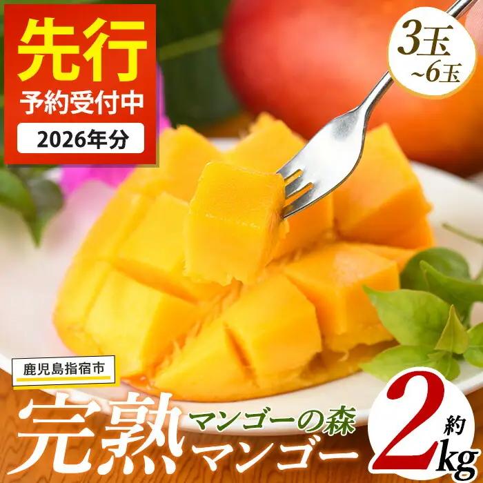 【2026年発送】しあわせ 完熟 マンゴー 3～6玉入 マンゴーの森 IB040-002 マンゴー フルーツ 果物
