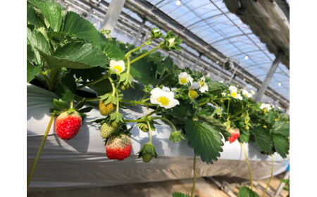 栃木県産朝採り甘熟とちおとめ12～18粒の大粒を2パックでお届け400g×2p ｜ とちおとめ いちご 苺 栃木県 果物 フルーツ ※北海道・沖縄・離島への配送不可 ※2026年1月上旬～4月中旬頃に