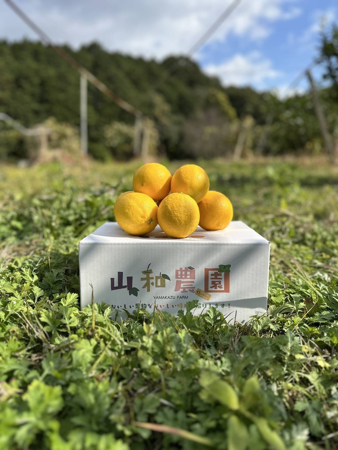 マイヤーレモン 国産レモン 完熟レモン れもんレモン レシピ 柑橘