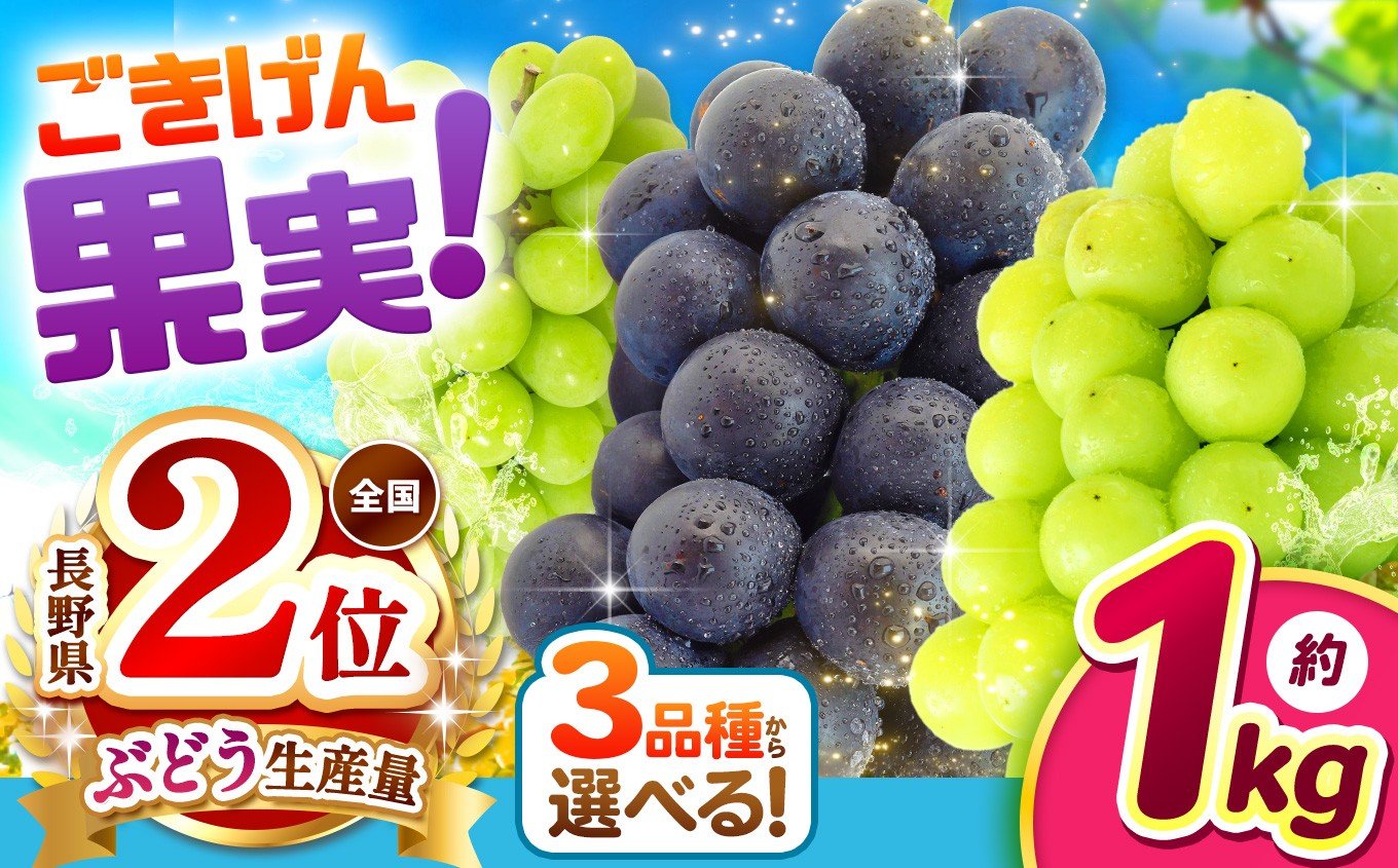 
                  【先行受付】先行受付 ブドウ王国 長野県産 ぶどう 選べる 品種 3種類 ｜ぶどう 葡萄 ナガノパープル シャインマスカット 黄華 果物 お好み フルーツ 種無し 新鮮 信州産 ご機嫌 果実 | 1kg 数量限定 期間限定 |  2房 ふるさと納税 松本市
                