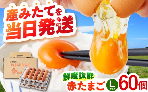 〈数量限定〉たまご 卵【朝採れ直送】小峰鶏園 赤たまご Lサイズ 60個 / 卵 玉子 たまご 卵焼き 玉子焼き 生卵 鶏卵 tamago 卵かけごはん / 諫早市 / 小峰鶏園 [AHFB001]