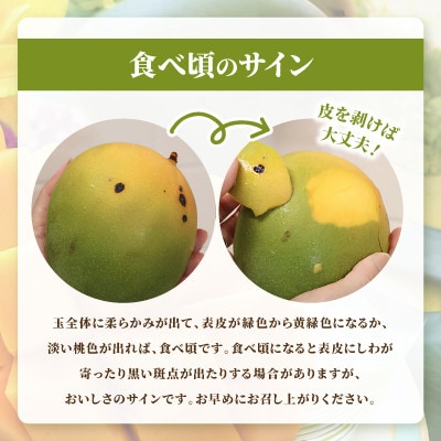 【2026年8月中旬から順次発送】今帰仁産の幻のキーツマンゴー1.5kg(2〜3玉)【配送不可地域：離島】【4014739】