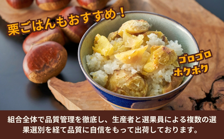 栗 先行予約 越後村松の栗（2Lサイズ 2kg）新潟県 五泉市 村松特産振興協議会栗部会（2025年10月下旬発送予定）栗 栗 栗 栗