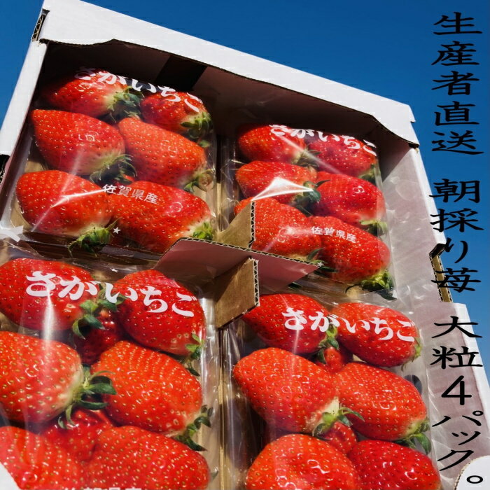 【ふるさと納税】N-88 太良町産「かおりの」約270g×4P　生産者直送！朝採り苺！