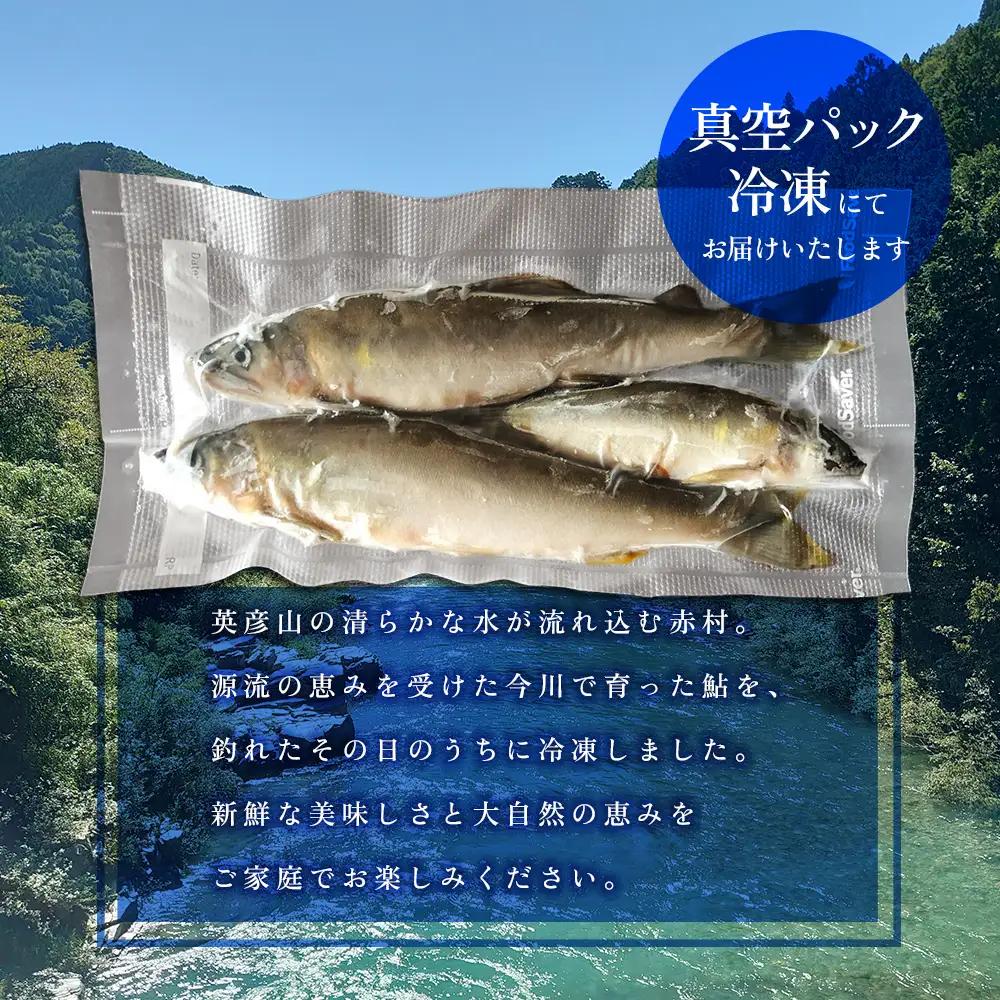 冷凍鮎 約1kg  鮎 川魚 3E6