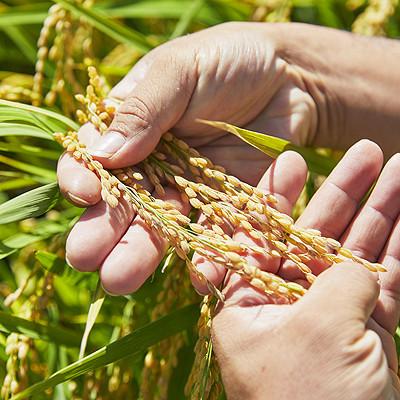ふるさと納税 川西町 【毎月定期便】山形県産　はえぬき　精米　5kg全6回 |  | 02
