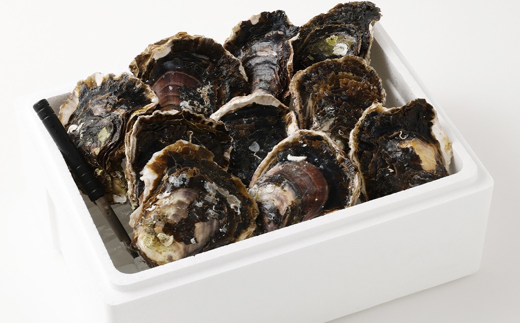 【指定日時必須】戸石産 岩牡蠣 計約3kg（生食用／カキナイフ付き）