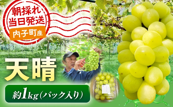 
                  【先行予約】ぶどう 天晴 ( 天山 × シャインマスカット ) 1kg 愛媛県内子町 / 井上農園 / 天晴 シャインマスカット 天山 フルーツ ふるーつ くだもの 果物 愛媛県 内子町 産地直送 完熟 高糖度 ギフト 贈り物 贈答用 プレゼント 化粧箱 人気 おすすめ 送料無料 愛媛 国産 ふるさと納税 お取り寄せ 特産品  [BKCS006]
                